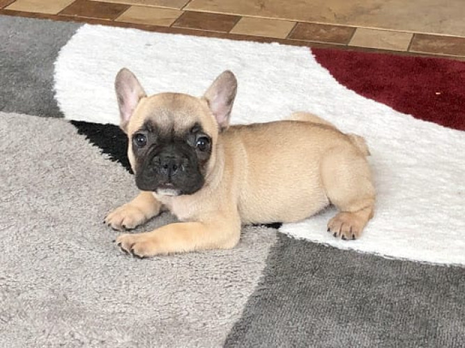 French Bulldog